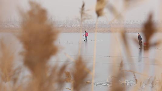 实拍冬天天津海河河边芦苇视频的预览图