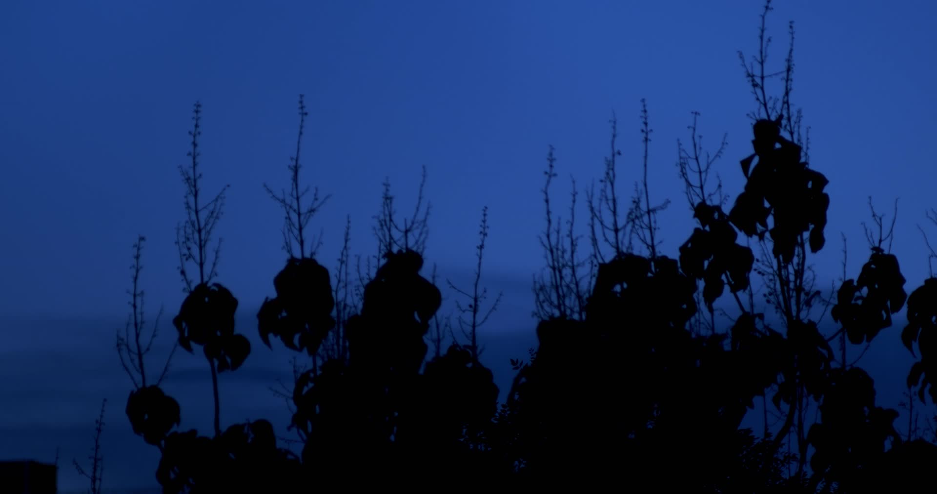 蓝色夜晚树梢视频的预览图
