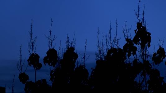 蓝色夜晚树梢视频的预览图