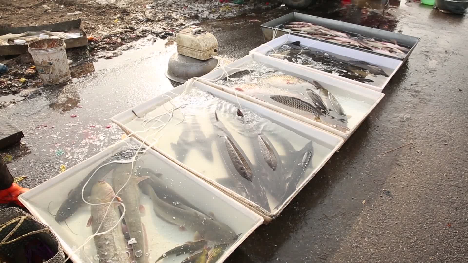 鱼类市场视频的预览图