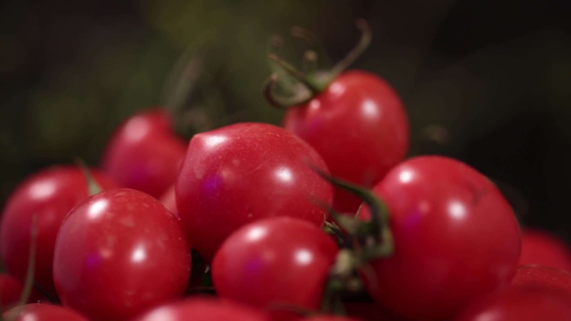 实拍特写樱桃番茄圣女果视频的预览图