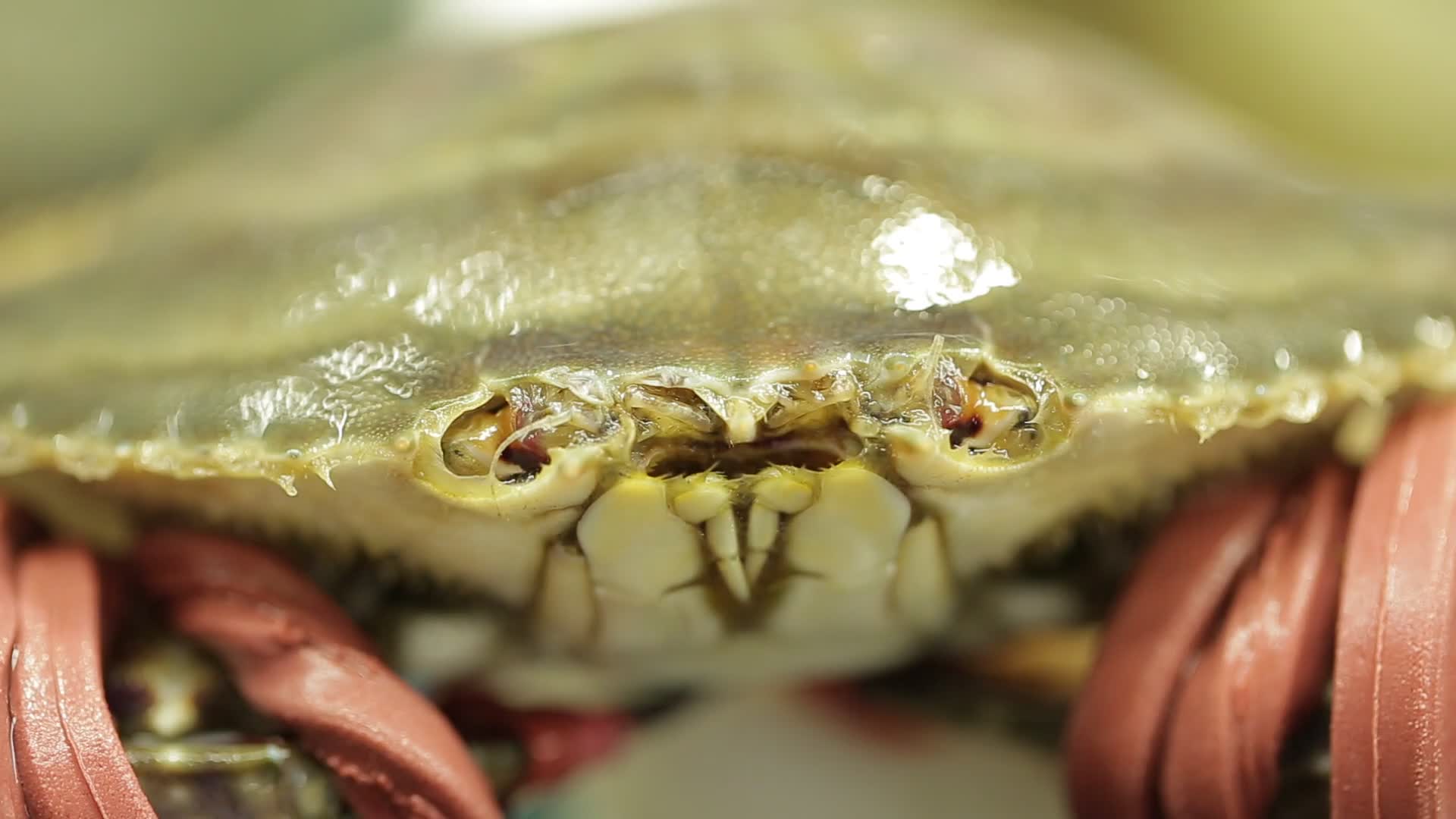 梭子蟹兰花蟹视频的预览图