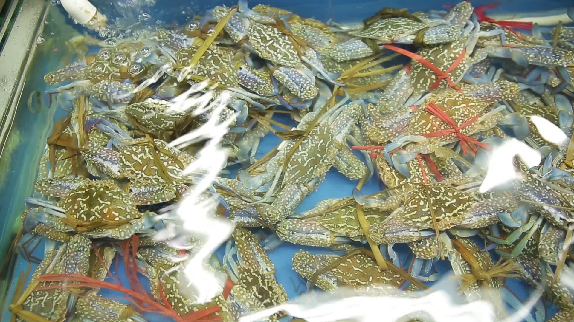 实拍海鲜市场梭子蟹兰花蟹视频的预览图