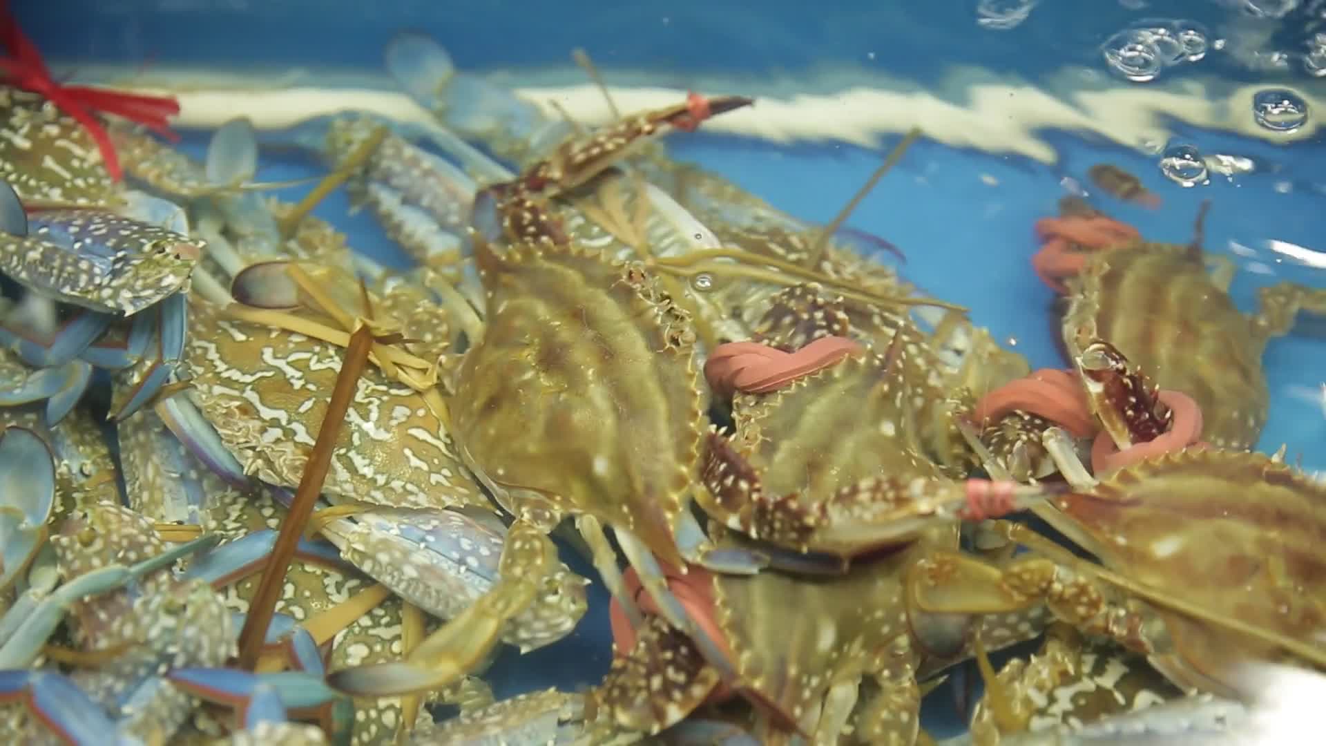 实拍海鲜市场商贩卖梭子蟹兰花蟹视频的预览图