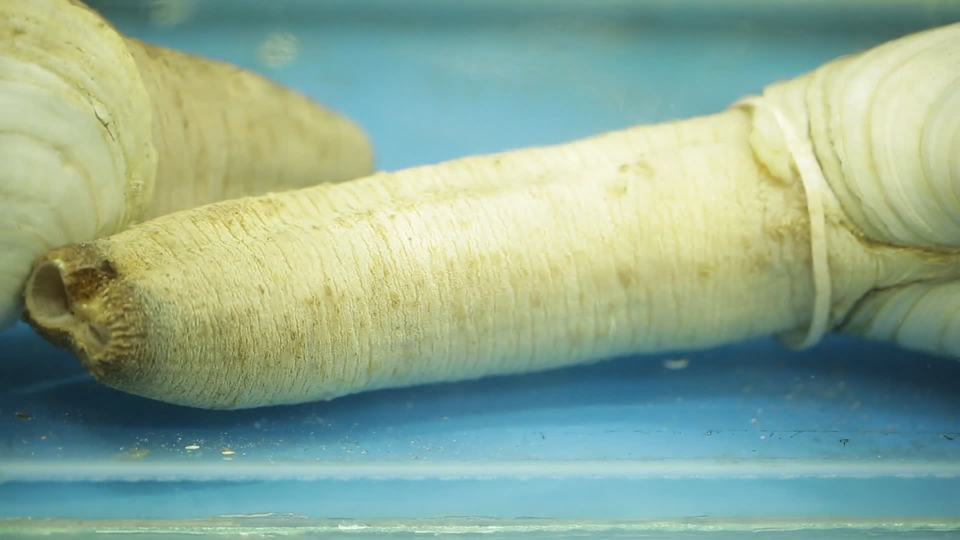 实拍海鲜市场卖象拔蚌视频的预览图