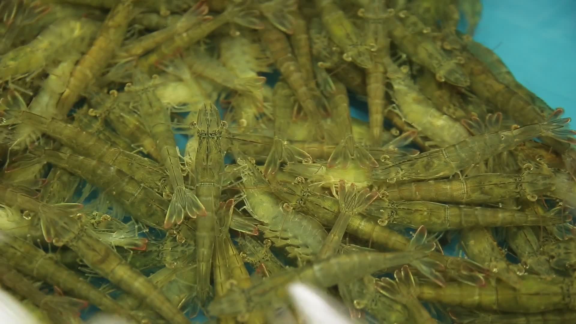海鲜市场皮皮虾视频的预览图