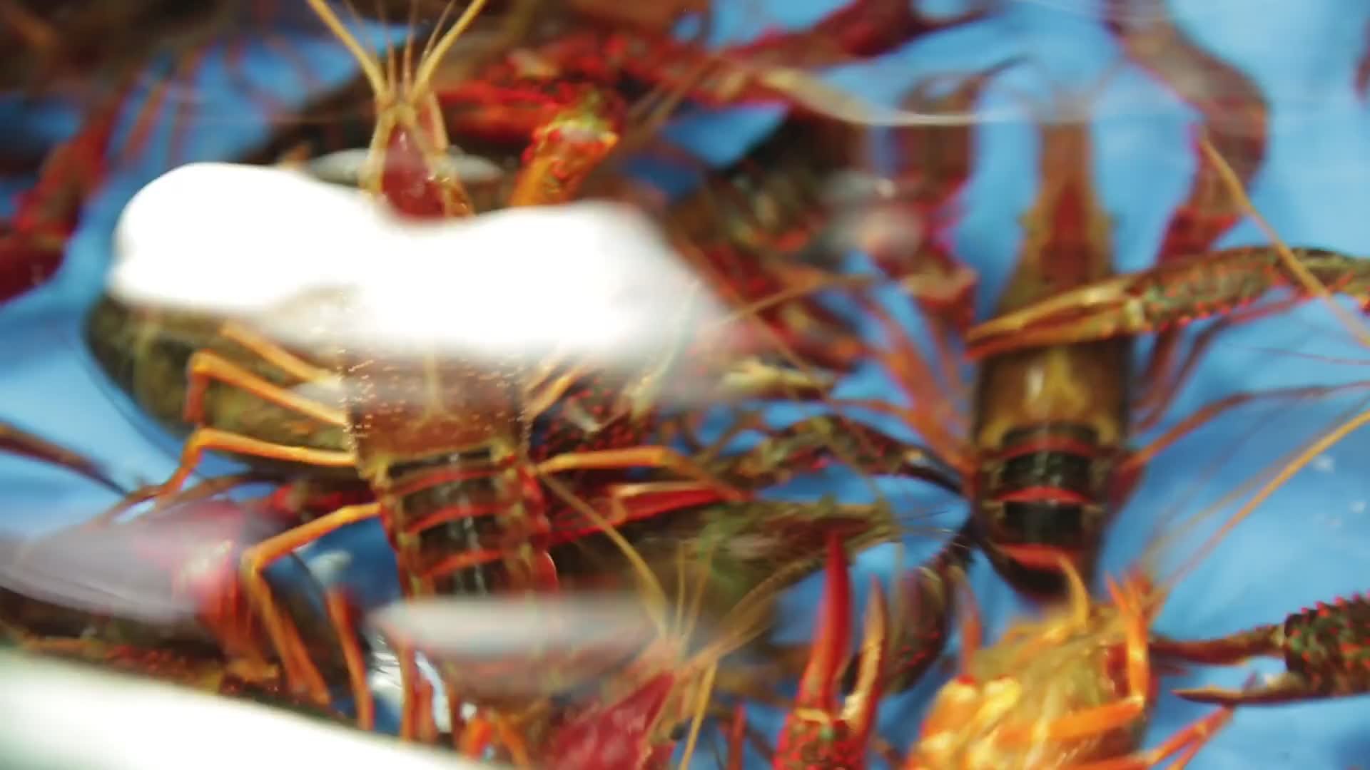 实拍海鲜市场新鲜小龙虾视频的预览图