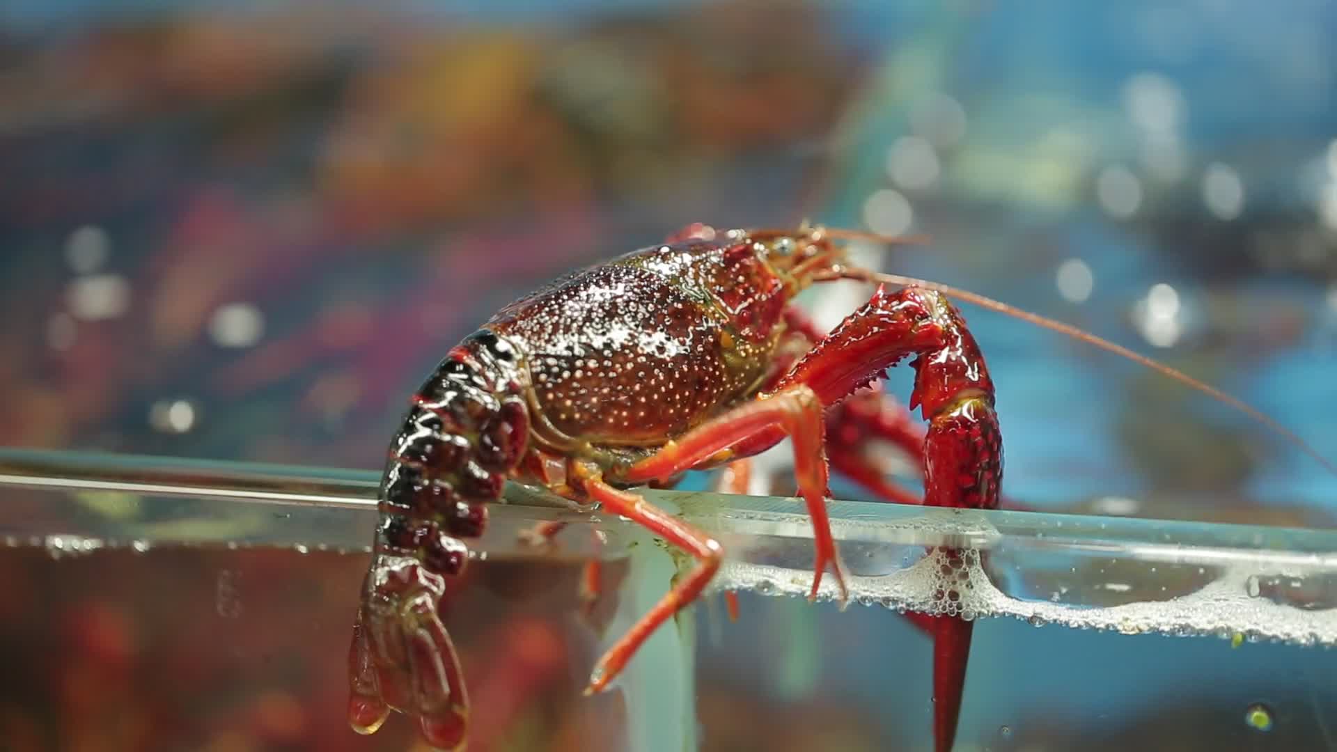 实拍小龙虾视频的预览图
