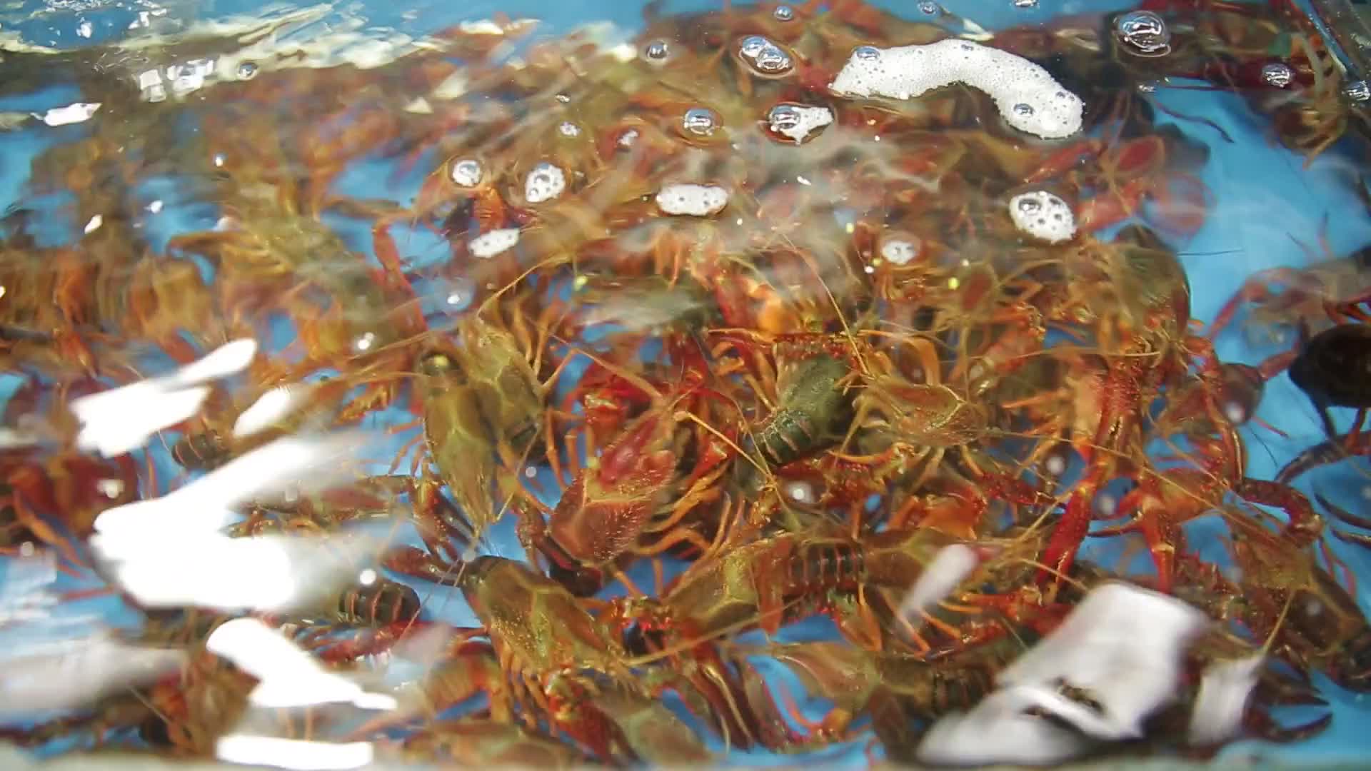 实拍菜市场小龙虾视频的预览图