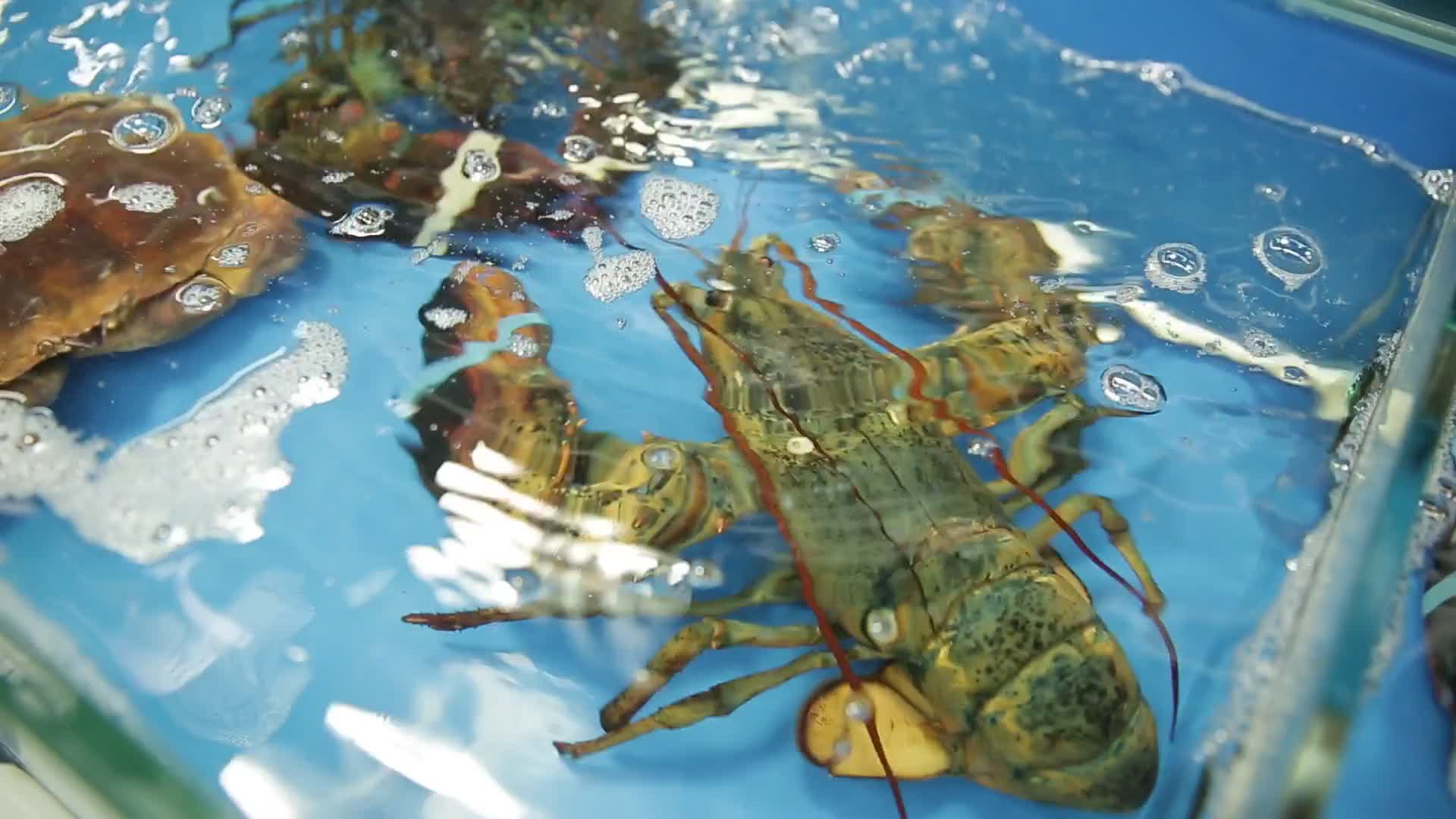海鲜市场高档波士顿龙虾视频的预览图