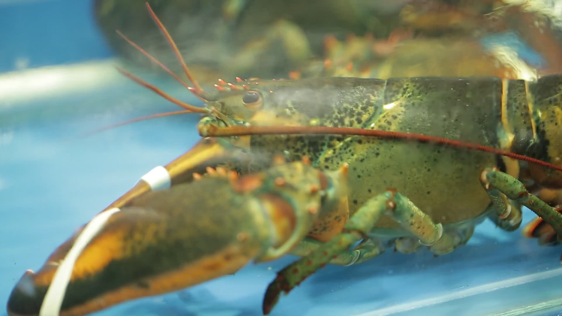 海鲜市场高档波士顿龙虾视频的预览图