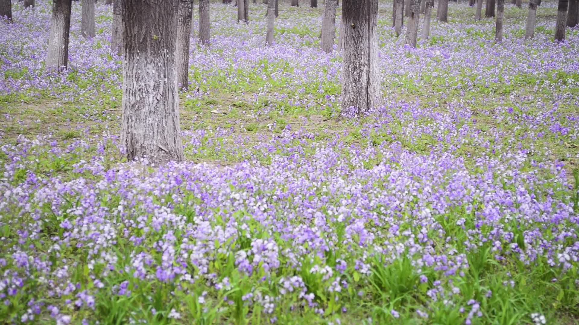 春天唯美公园花朵视频的预览图