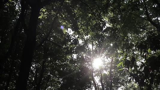 夏日阳光在树林间穿行视频的预览图