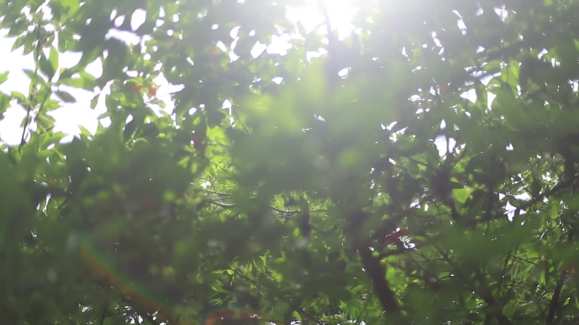 夏天户外阳光照耀下的树影视频的预览图