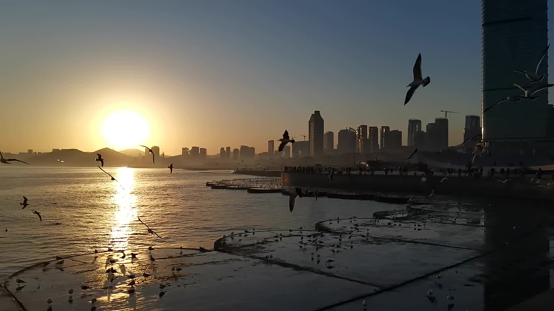 夕阳下的海鸥视频的预览图