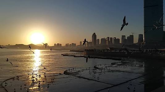 夕阳下的海鸥视频的预览图