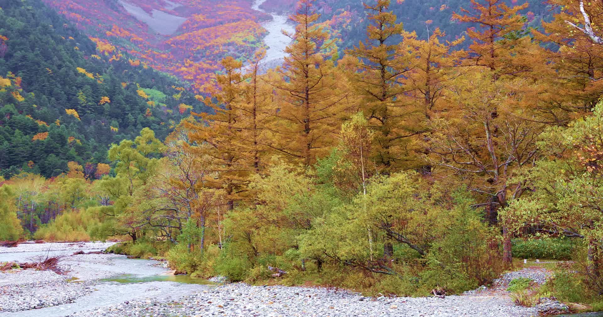 日本阿尔卑斯山上高地秋天树林视频的预览图