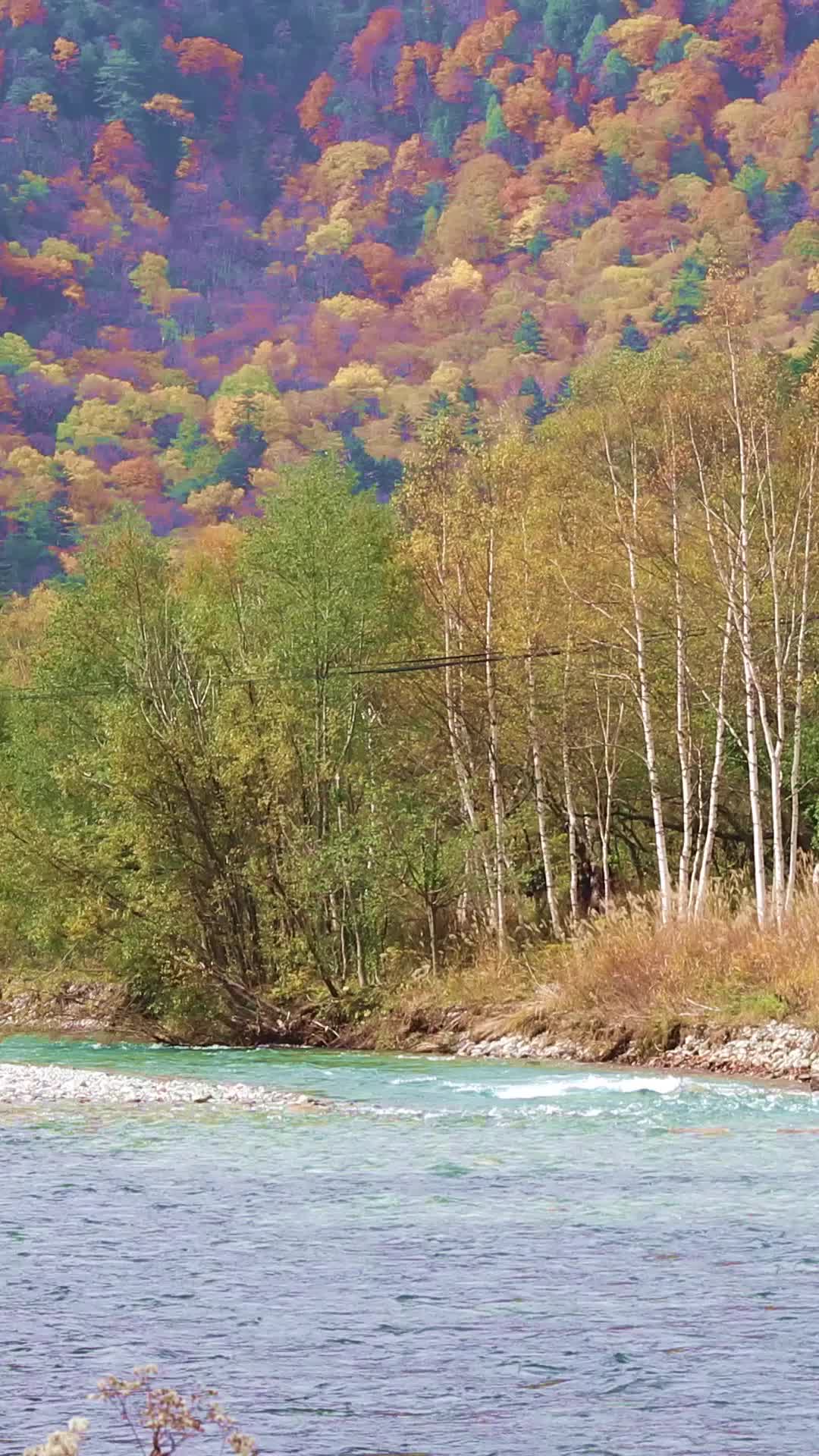 日本阿尔卑斯山上高地秋天风景视频的预览图