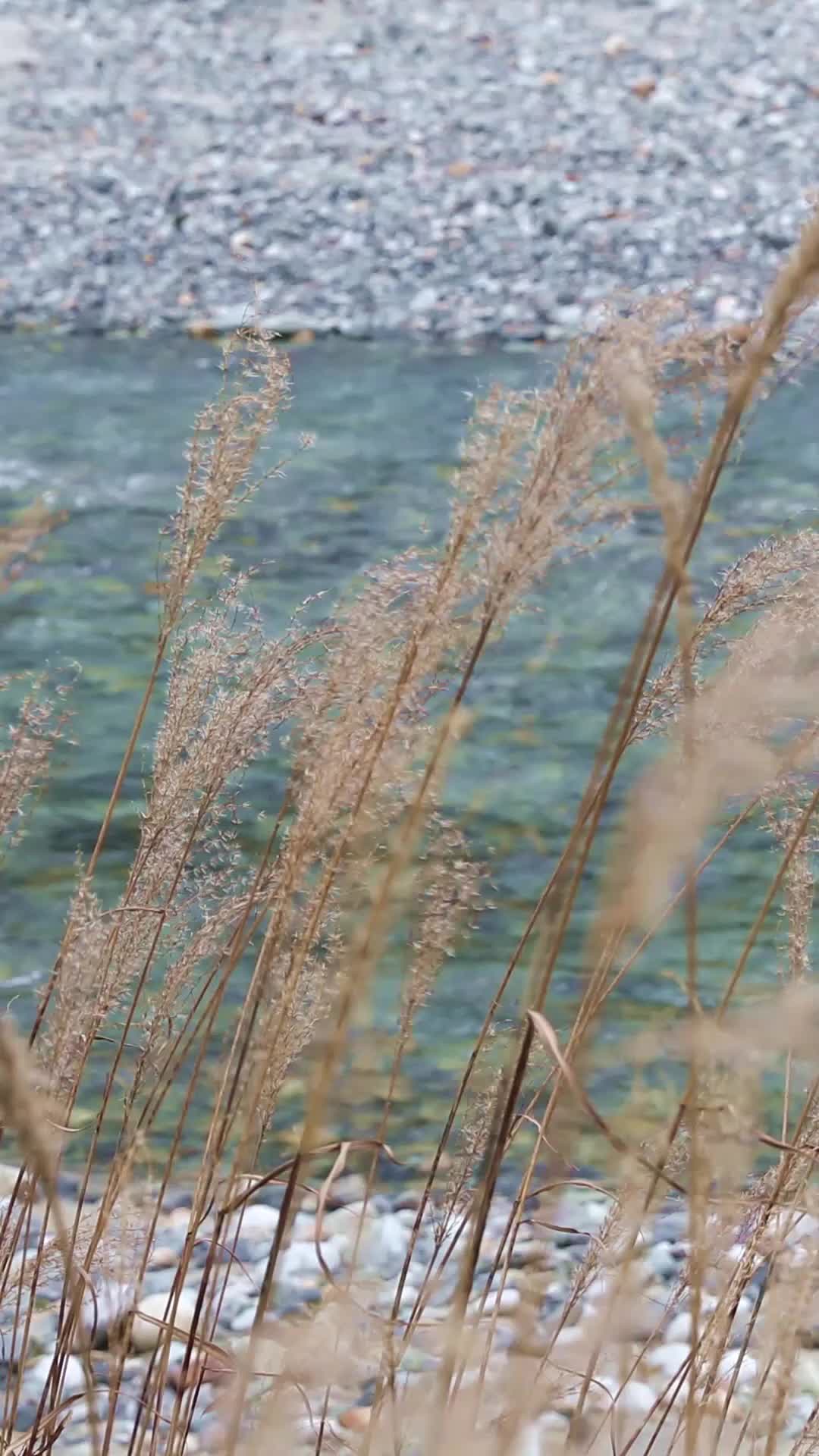 秋天芦苇飘摇河边风景视频的预览图