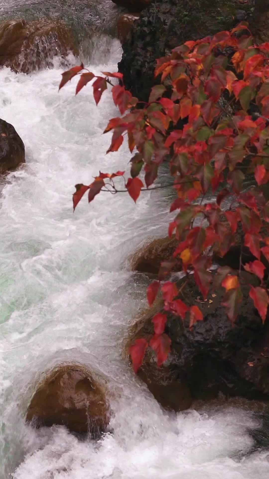 山间峡谷奔流而下的溪流瀑布特写视频的预览图