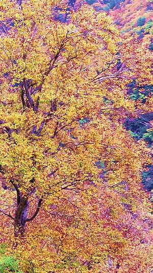 日本阿尔卑斯山上高地秋天的森林视频的预览图