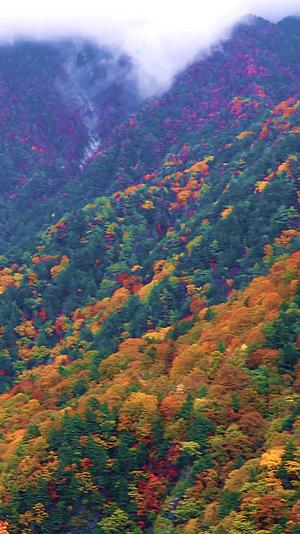 日本阿尔卑斯山上高地秋天的森林视频的预览图