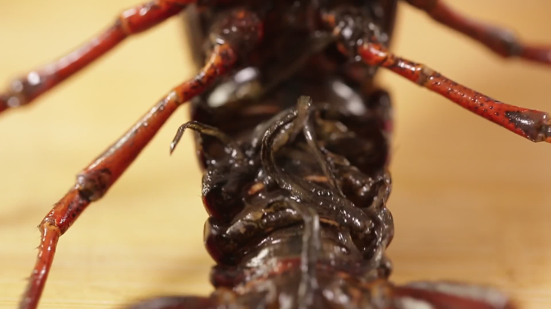 实拍鲜活小龙虾视频的预览图