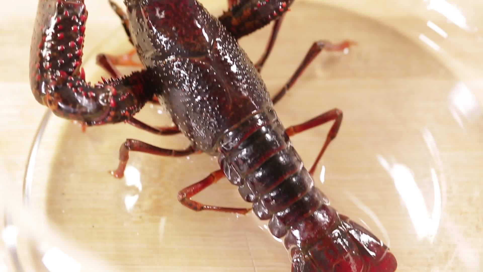 实拍鲜活小龙虾视频的预览图