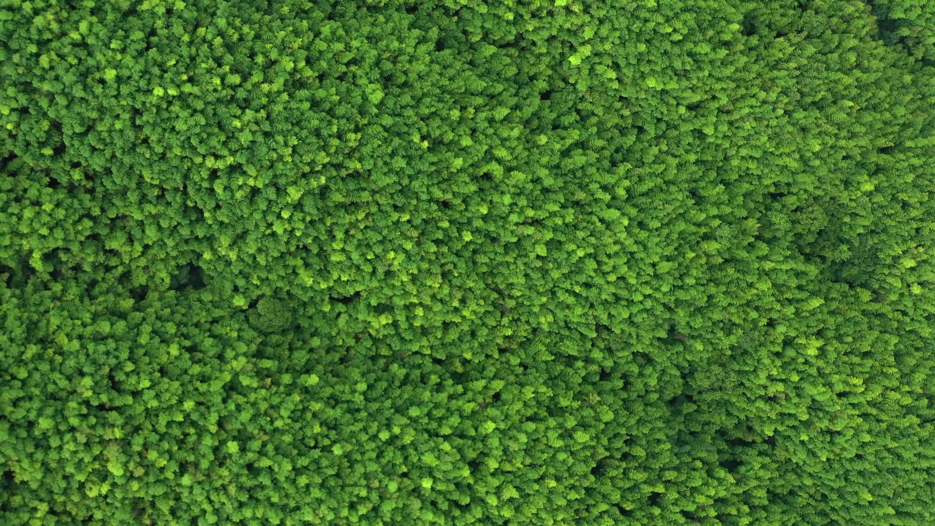 绿色森林航拍视频的预览图