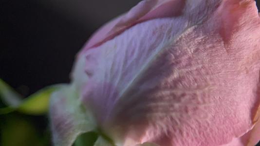 实拍鲜花玫瑰花瓣视频的预览图