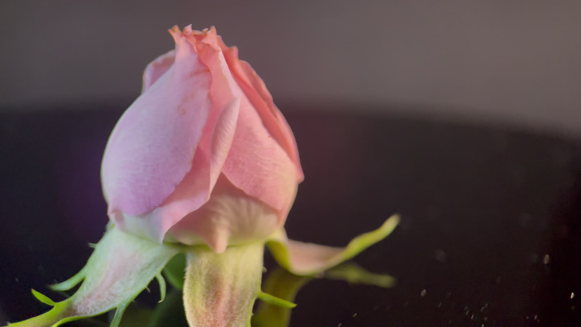 实拍鲜花玫瑰视频的预览图