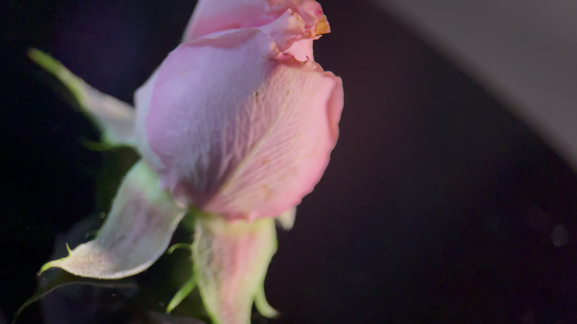 实拍鲜花玫瑰视频的预览图