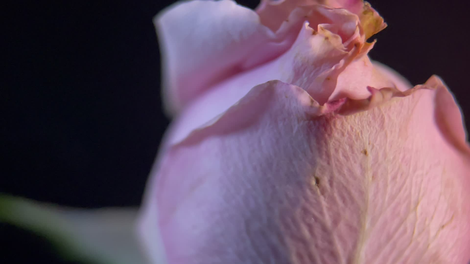 实拍鲜花玫瑰花苞视频的预览图