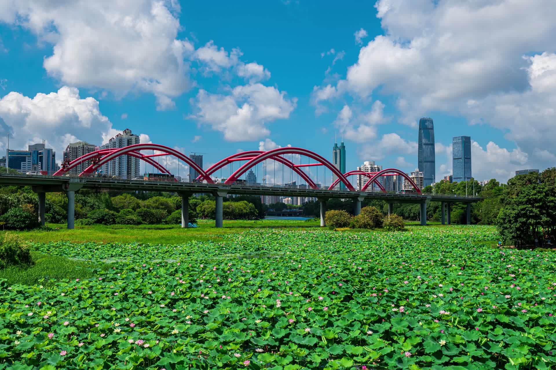 12K延时深圳洪湖公园荷花与城市建筑视频的预览图