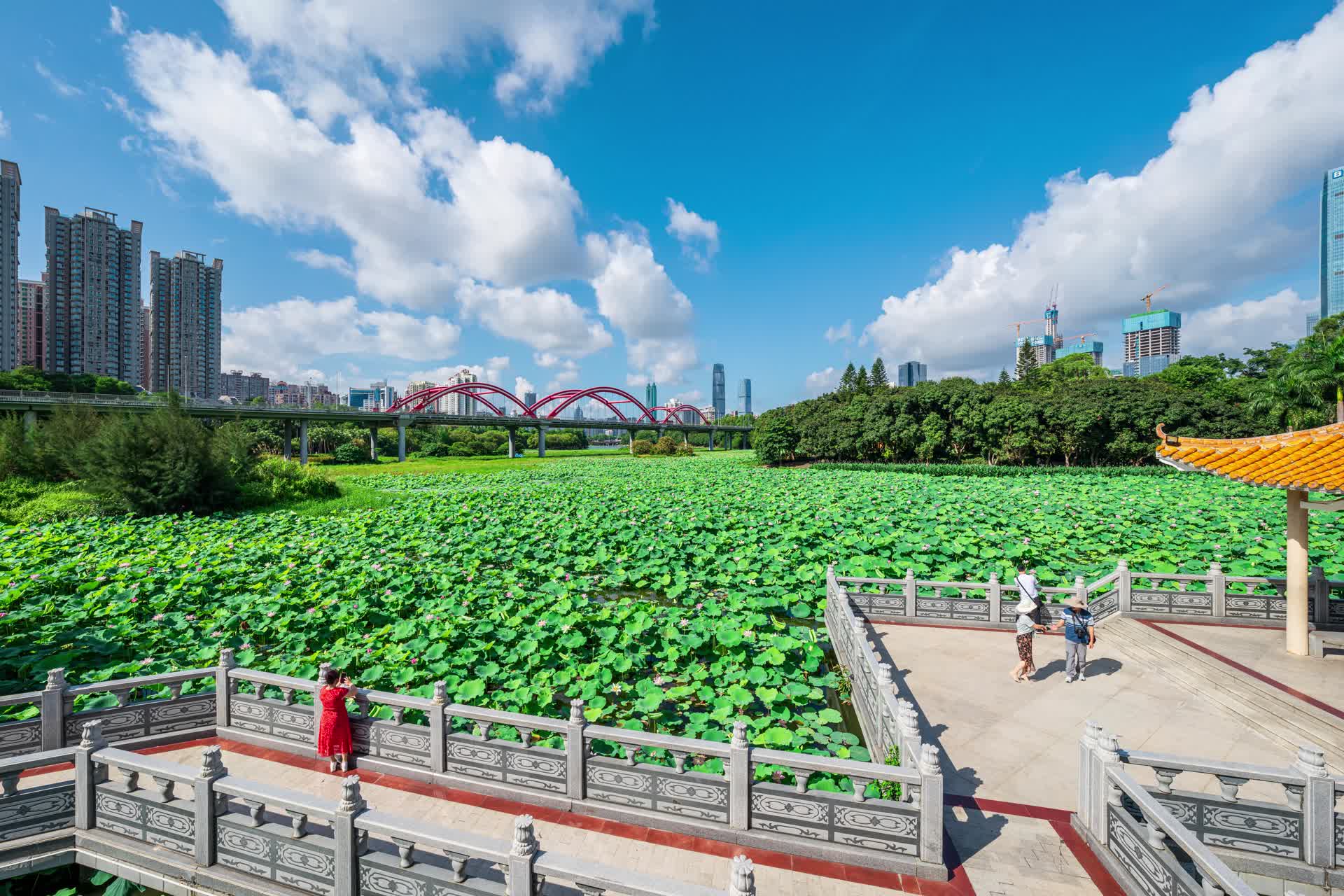 12K延时深圳洪湖公园荷花与城市建筑视频的预览图