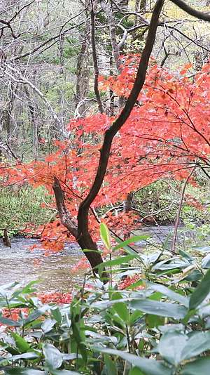 日本阿尔卑斯山上高地秋天的森林小溪视频的预览图