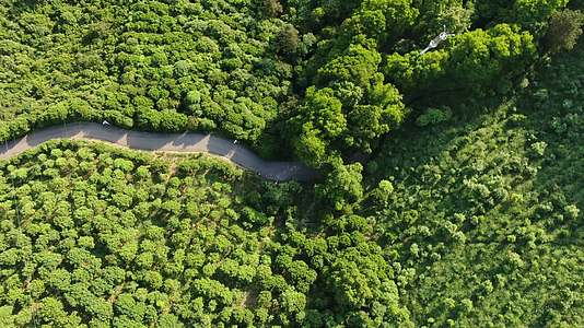 4K俯拍大自然绿色森林植物视频的预览图