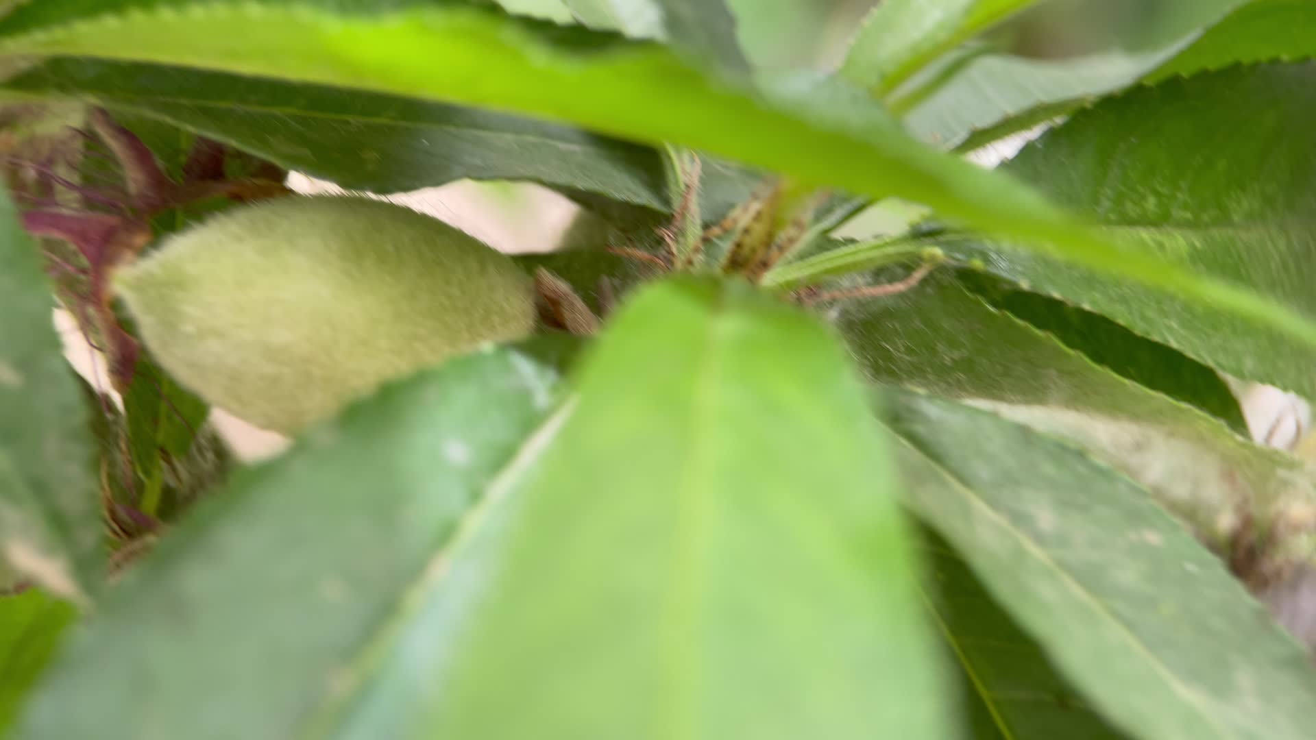 实拍水果桃子结果视频的预览图