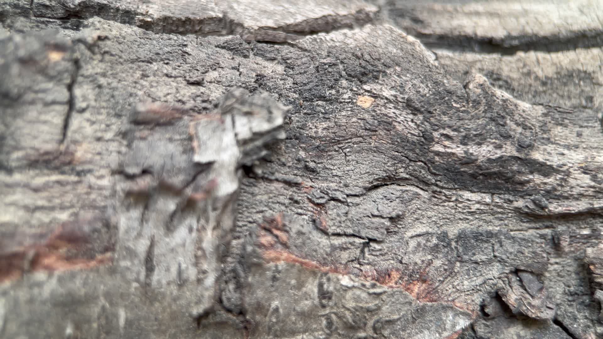 实拍粗糙树皮视频的预览图