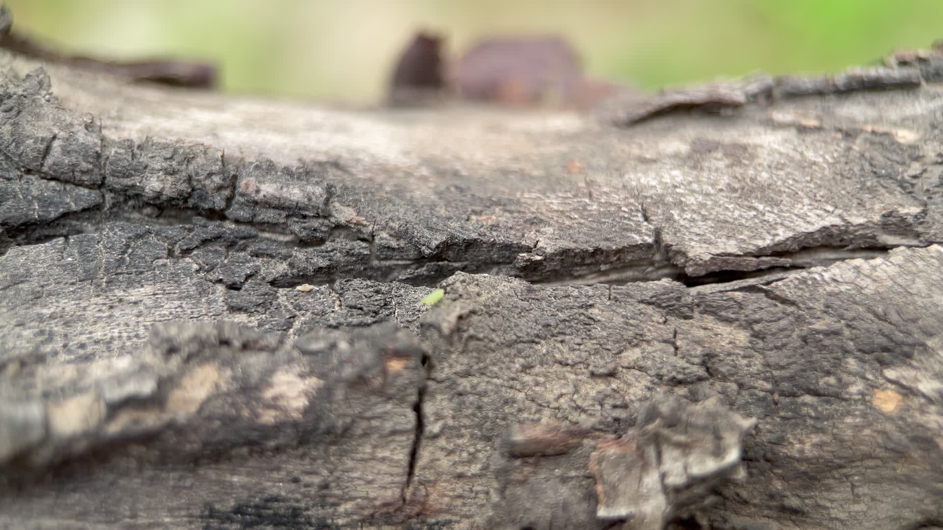 实拍粗糙树皮视频的预览图