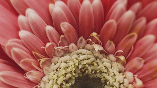 实拍微距粉色非洲雏菊视频的预览图