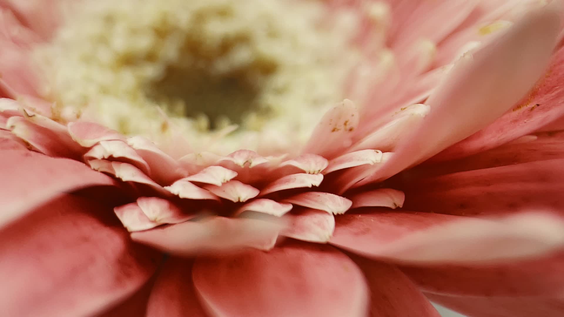 实拍微距粉色非洲雏菊视频的预览图