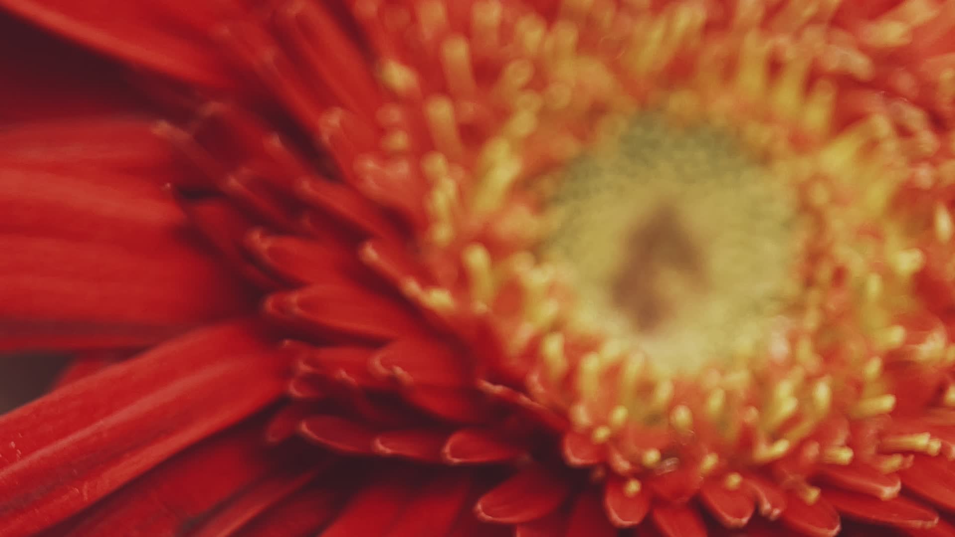 实拍微距红色非洲雏菊视频的预览图