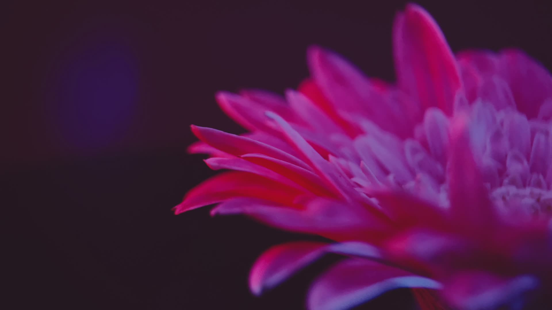 实拍微距红蓝光鲜花非洲雏菊视频的预览图
