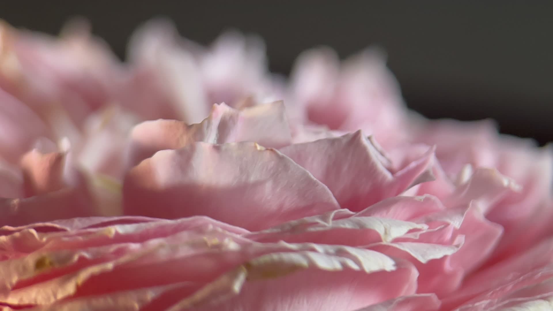 实拍洋牡丹鲜花花瓣视频的预览图