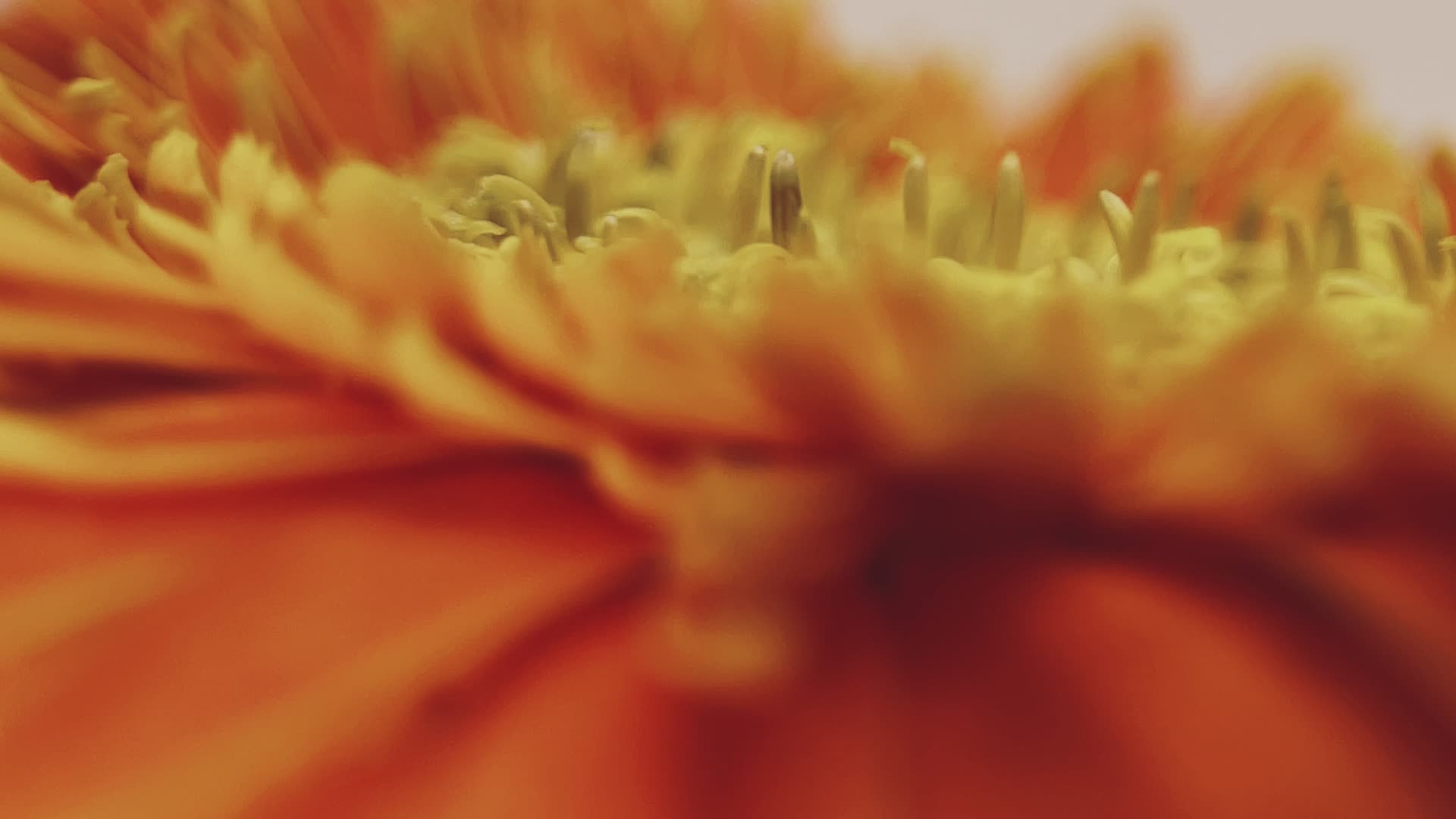 实拍微距橘黄色非洲雏菊视频的预览图