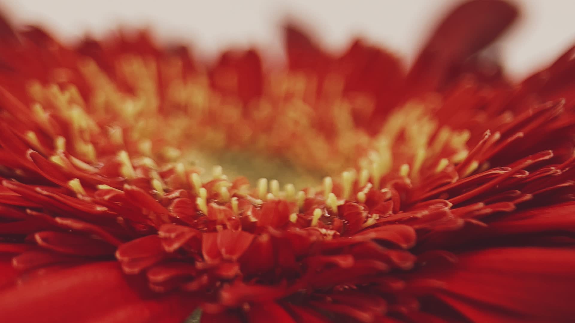 实拍微距红色非洲雏菊视频的预览图