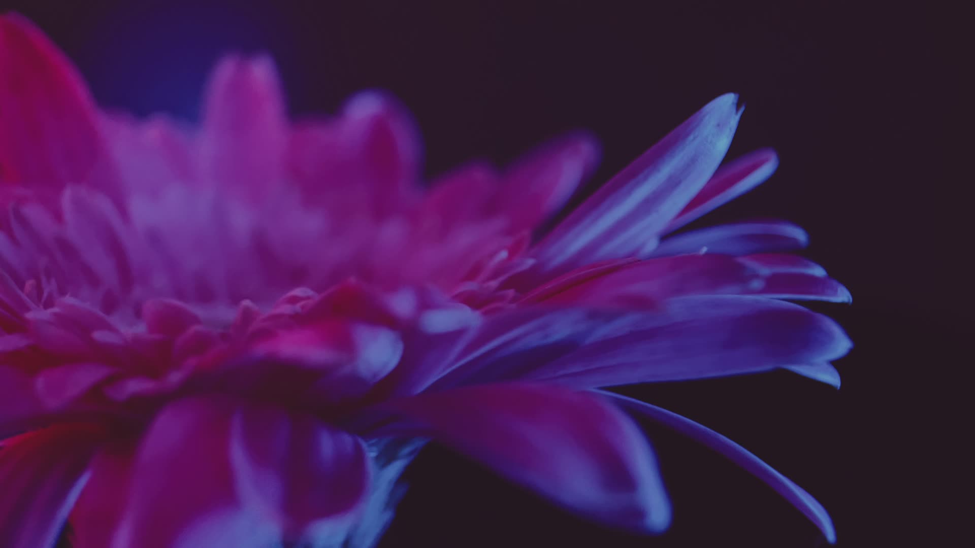 实拍微距红蓝光鲜花非洲雏菊视频的预览图