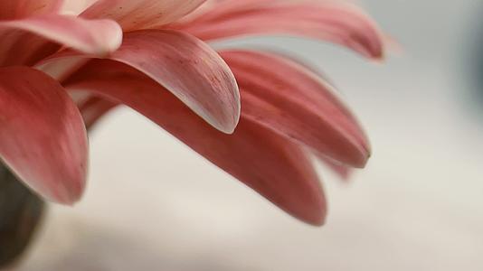 实拍微距粉色非洲雏菊花瓣视频的预览图