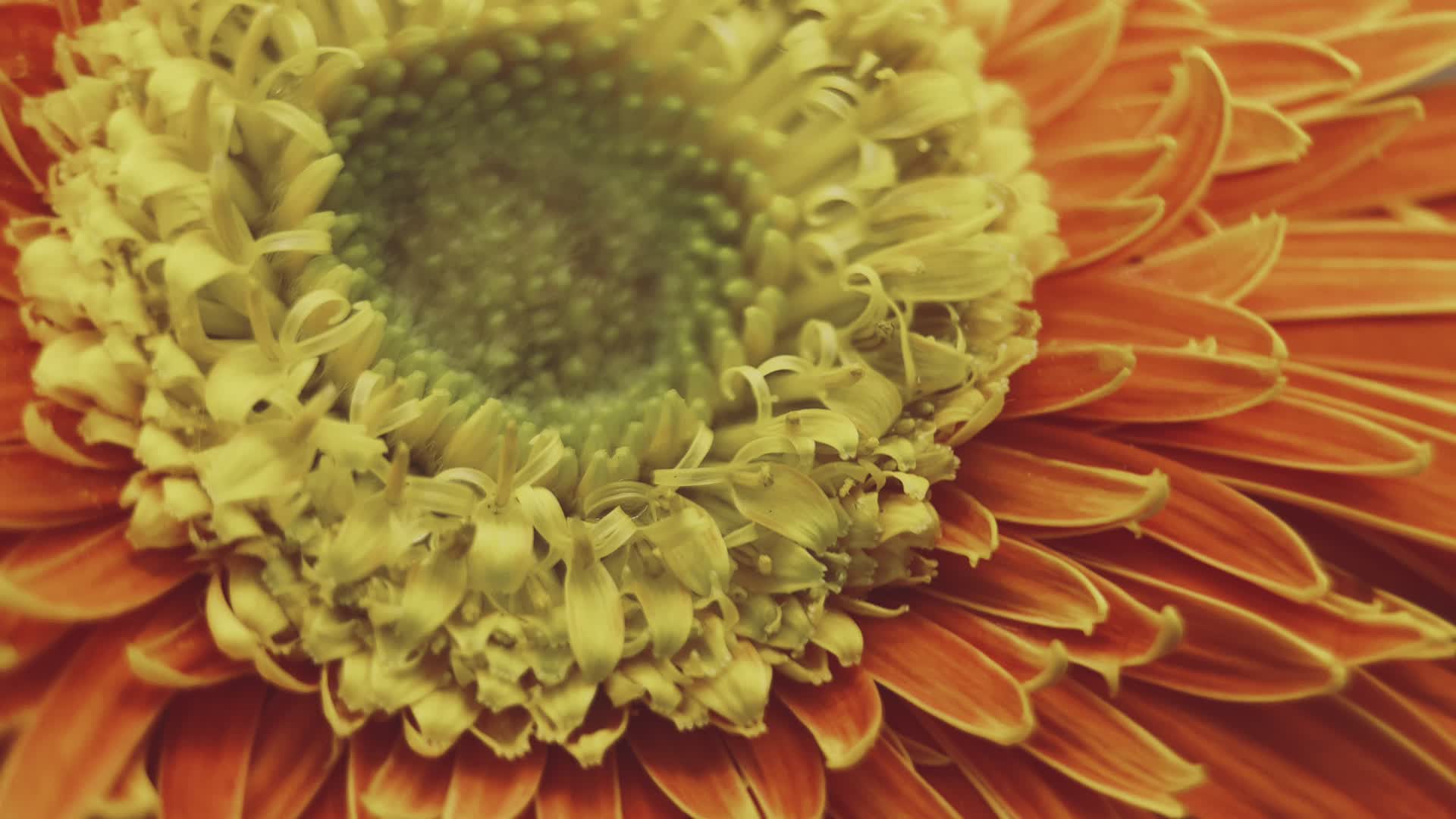实拍微距橘黄色非洲雏菊视频的预览图